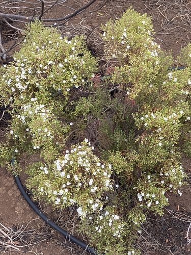 Frankenia portulacifolia, photograph 2
