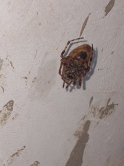 Eriophora edax