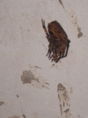 Eriophora edax