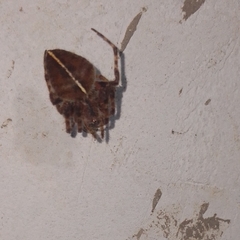 Eriophora edax
