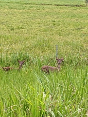 Rusa timorensis