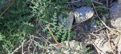 Phacelia distans