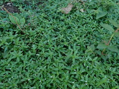 Oldenlandia corymbosa