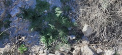 Phacelia distans