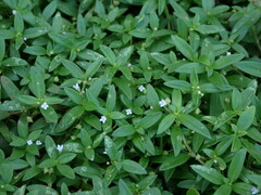 Oldenlandia corymbosa