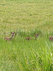 Rusa timorensis