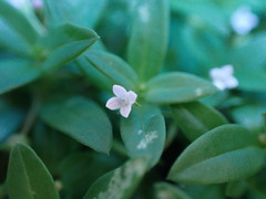 Oldenlandia corymbosa