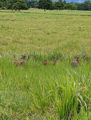 Rusa timorensis