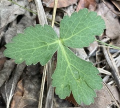 Polytaenia