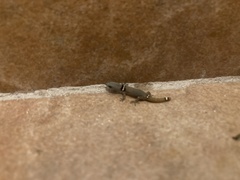 Sphaerodactylus glaucus