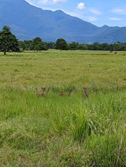 Rusa timorensis