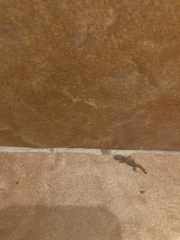 Sphaerodactylus glaucus