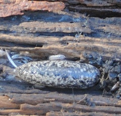 Philomycus carolinianus