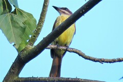 Myiodynastes hemichrysus