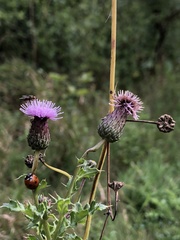 Cirsium arvense