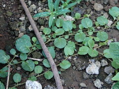 Evolvulus nummularius