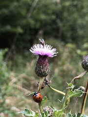 Cirsium arvense