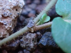 Evolvulus nummularius