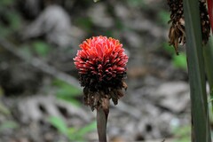 Etlingera