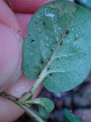 Evolvulus nummularius