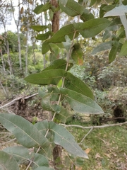 Angophora subvelutina