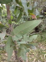 Angophora subvelutina