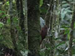 Dendrocincla fuliginosa