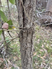Angophora subvelutina