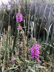 Lythrum salicaria