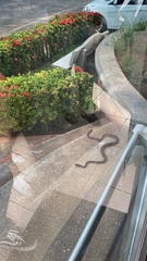 Masticophis mentovarius