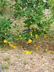 Platycercus adscitus