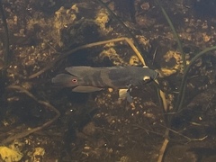 Astronotus ocellatus