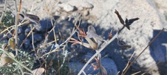 Lyrocarpa coulteri