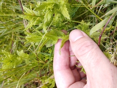 Bellardia viscosa