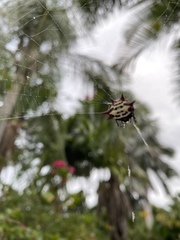 Gasteracantha cancriformis