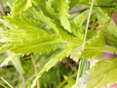 Bellardia viscosa
