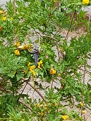 Platycercus adscitus