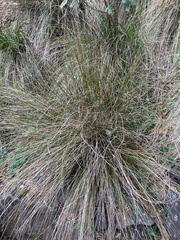 Eragrostis saxatilis