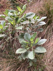Commidendrum rotundifolium