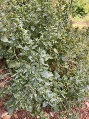Chenopodium