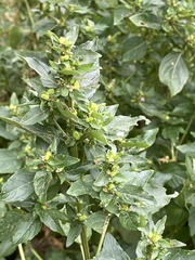 Chenopodium