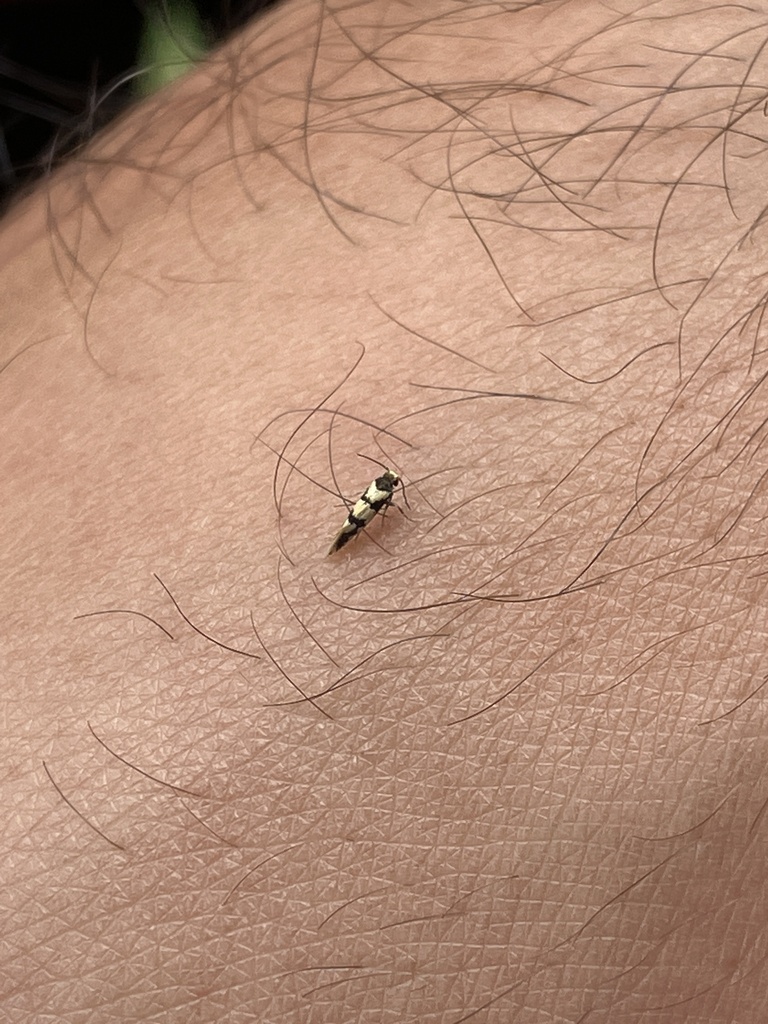 Opogona flavofimbriata