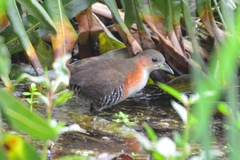 Laterallus melanophaius