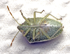 Cuspicona eremophilae