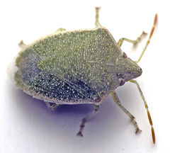 Cuspicona eremophilae