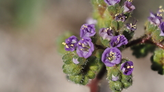 Phacelia crenulata minutiflora