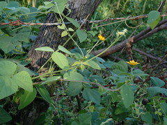 Melampodium divaricatum