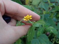 Melampodium divaricatum