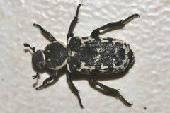 Genuchinus digitatus