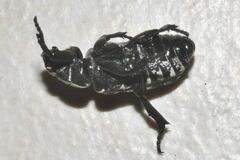 Genuchinus digitatus